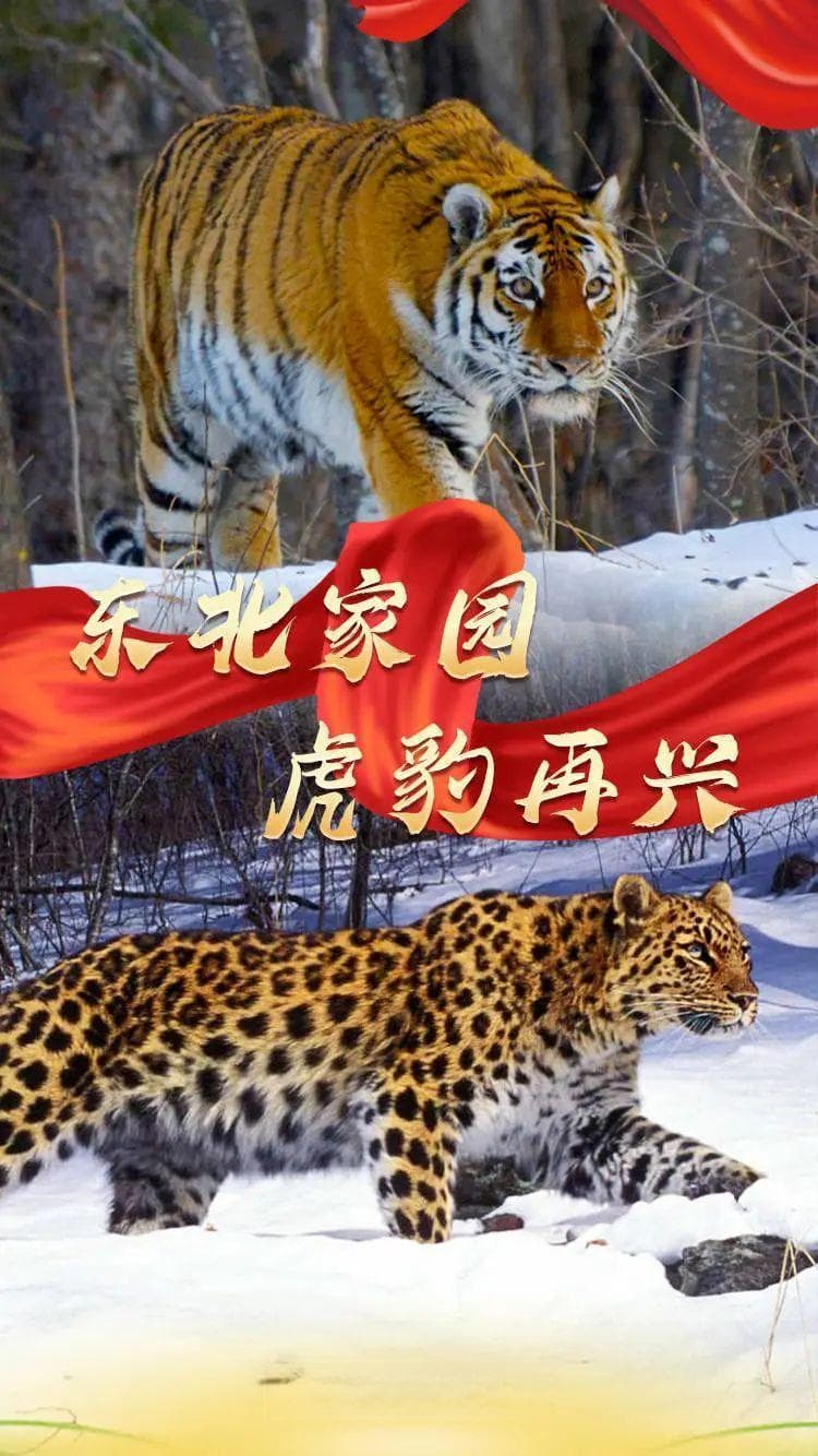 东北虎豹国家公园：从“稀客”到“常客”的生态复兴之路