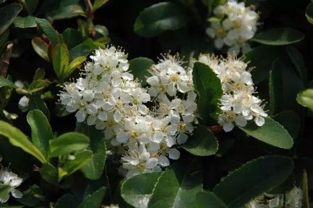 蔷薇科植物火棘：形态特征、生长习性与园林应用