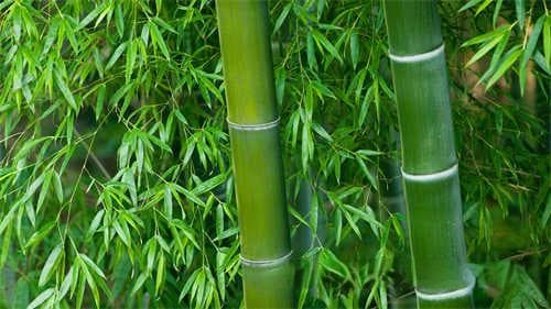 老白茶怎么选购