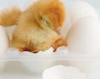 卵生动物会哺乳吗？揭秘神奇的卵生哺乳动物