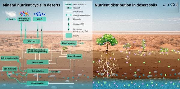 中科院新疆生地所揭示荒漠生态系统植物根系适应机制及其对养分累积的影响