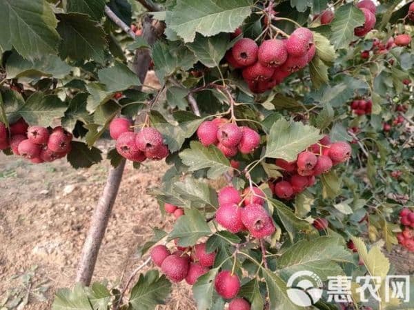 买的新鲜山楂怎么储存