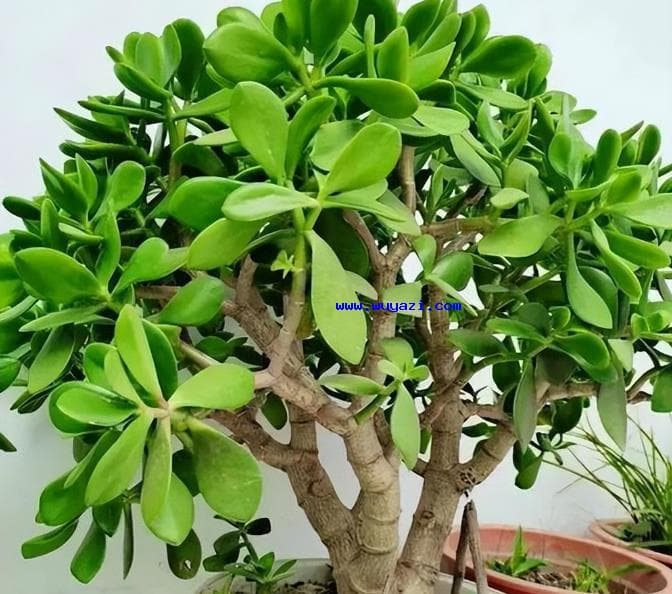 促进玉树花芽分化与盛开的关键步骤及养护心得
