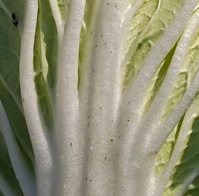 老菜农揭秘：大白菜上的黑点是怎么回事？还能吃吗？