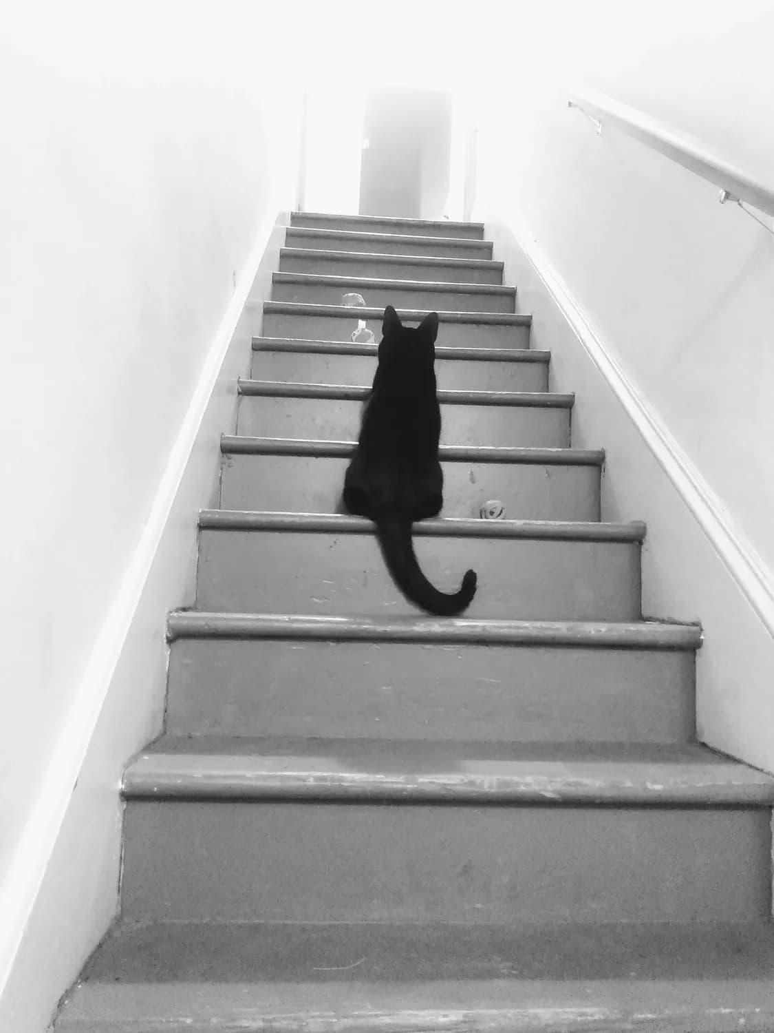 猫咪也有马斯洛需求？教你读懂喵星人的小心思！