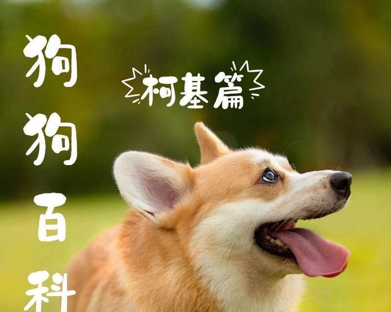 柯基犬喂养指南：如何科学合理地喂养柯基犬，保持健康体重