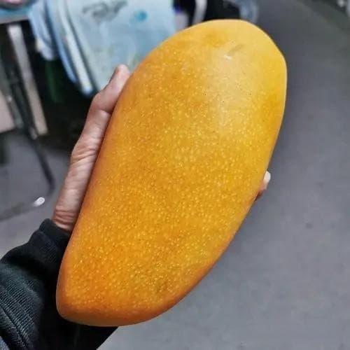 芒果品种大盘点：从金煌到鸡蛋，8种芒果各有千秋