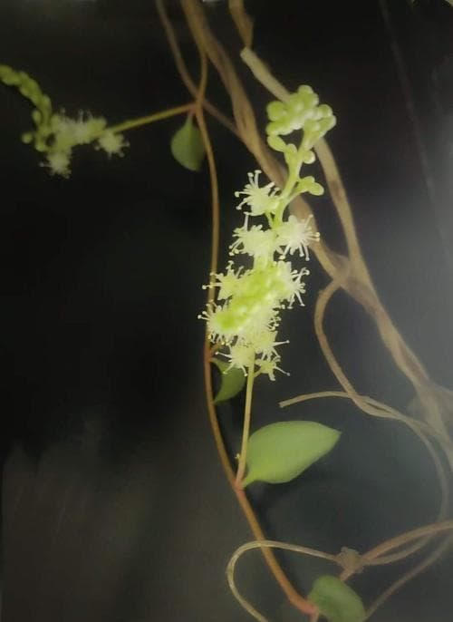 三七开花的秘密（了解三七的开花过程和特点）