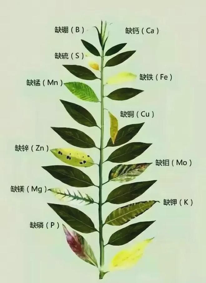 植物病害的7大症状，10种类型，6个诊断方式，学会了你就是专家!