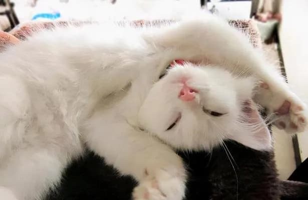 为什么宠物猫会打主人（探究猫咪攻击主人的原因及预防方法）
