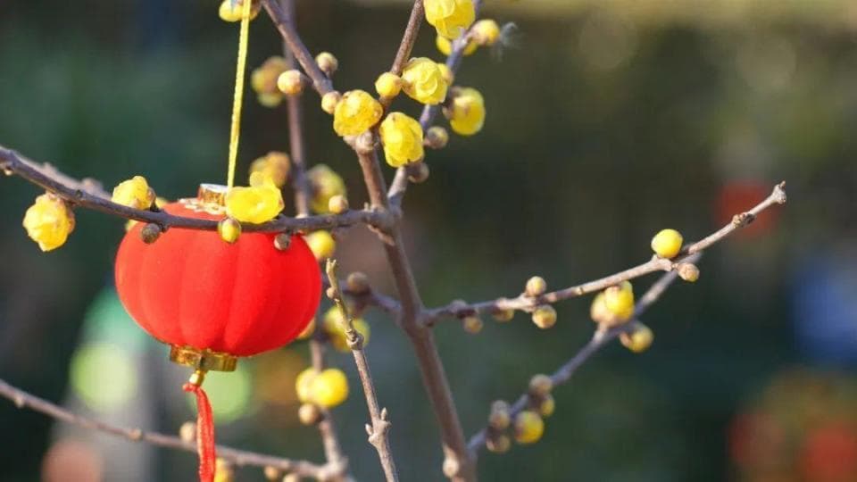 周末去哪玩？长三角这些公园有“蜡”么香！最佳观赏期别错过