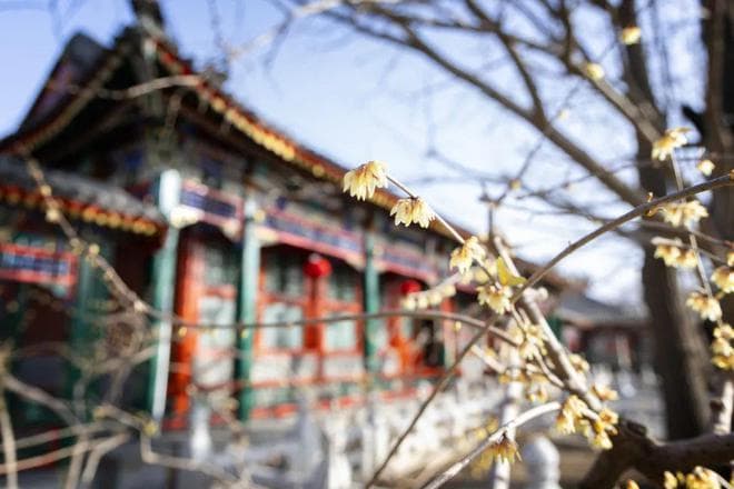 紫竹院公园蜡梅绽放，古建与花香相得益彰