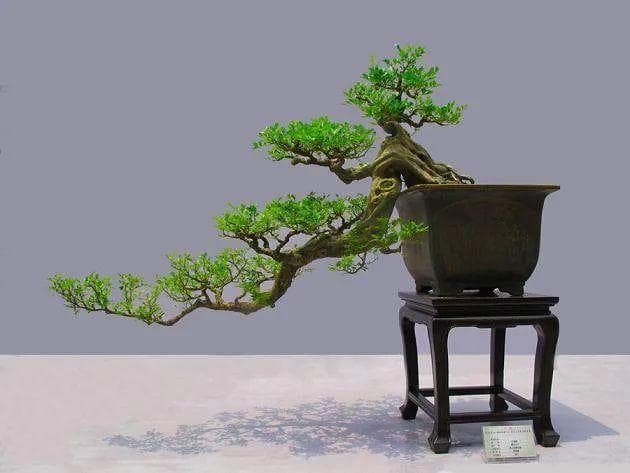 岭南盆景，是广州人在栽种自己
