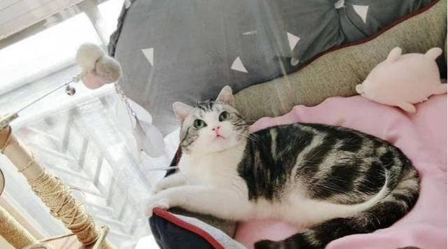 猫咪科学喂养指南：从猫粮选购到饮食禁忌全解析