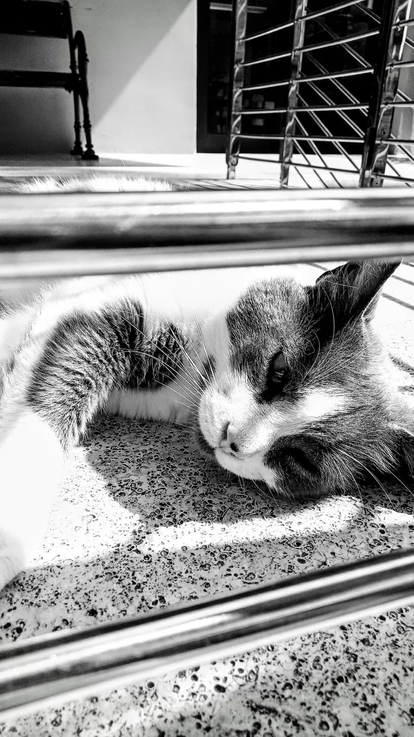 猫咪住院护理全攻略：从选择到推荐