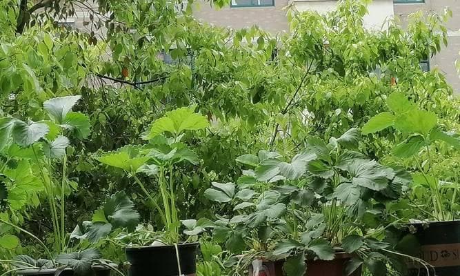 新苗草莓盆栽的养护技巧是什么？如何确保其健康成长？