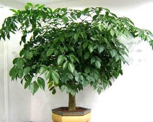 适合在家里种植的15种植物（含树种与灌木推荐）