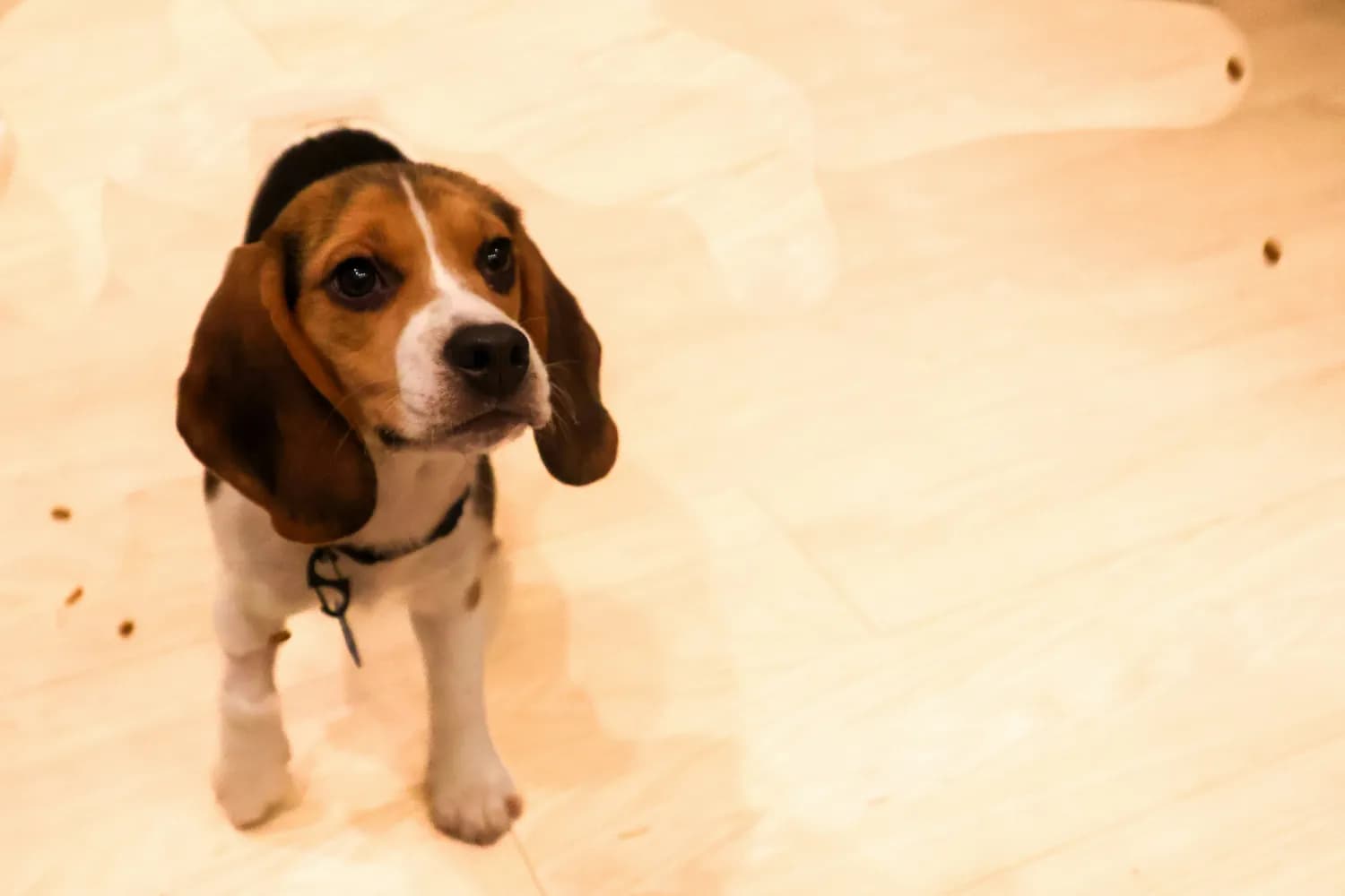 比格犬训练小窍门：轻松搞定排尿吠叫