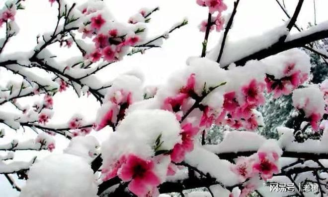 陈著《春雪》：在歌咏春雪的同时，道出朴素自然哲理