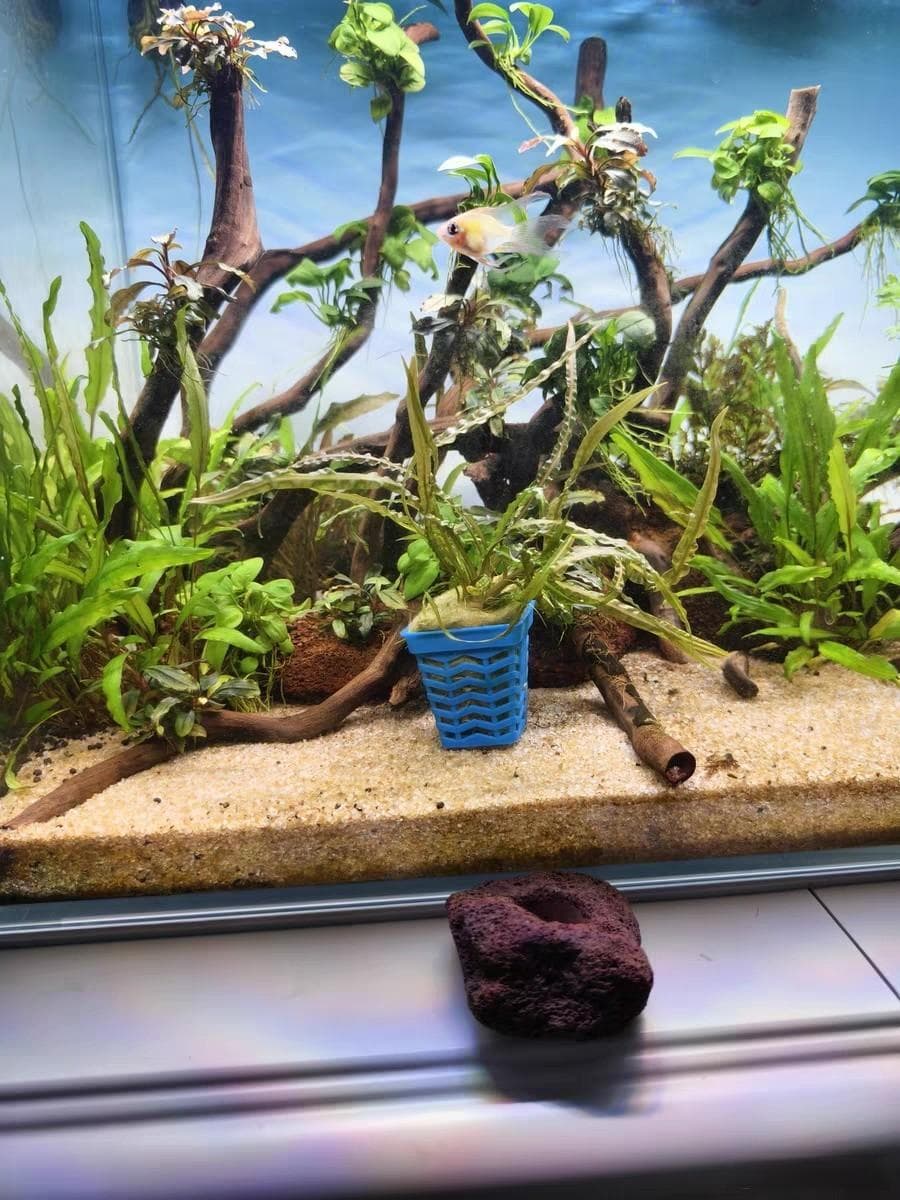 鱼缸景物布置全攻略：从水草到背景纸的搭配指南