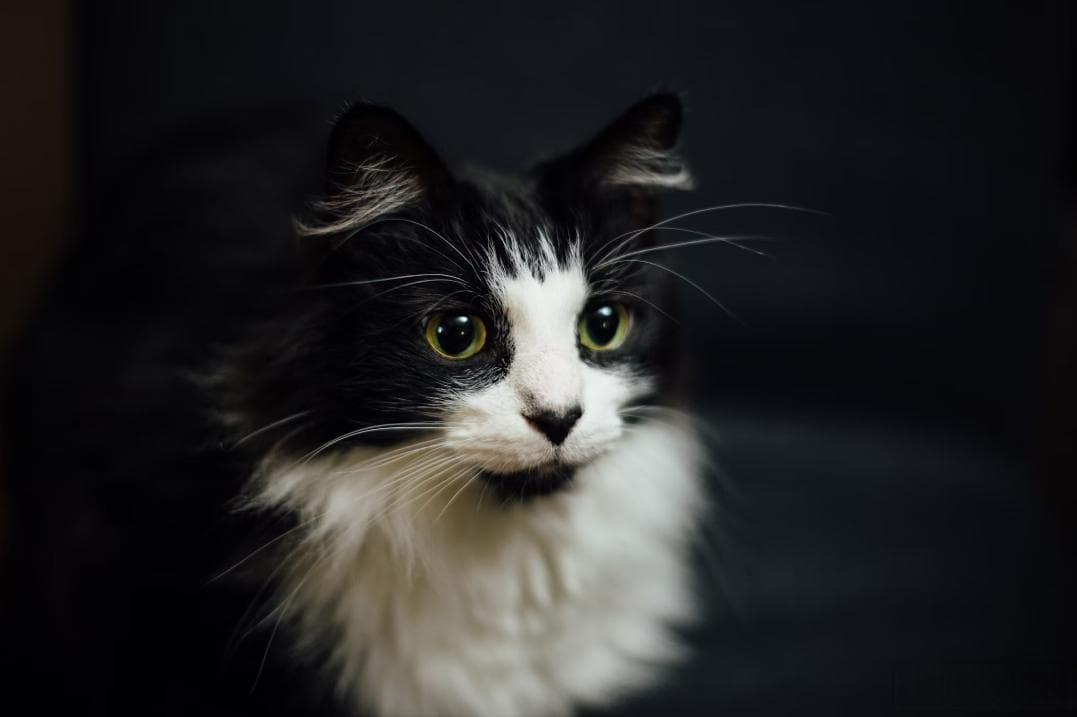 猫眼发光的背后秘密：喵星人为什么在夜晚如同“夜视精灵”？