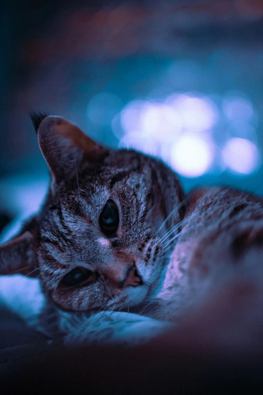 猫咪误食阿司匹林怎么办？