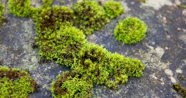 苔藓植物图鉴：15种常见苔藓的生态与价值