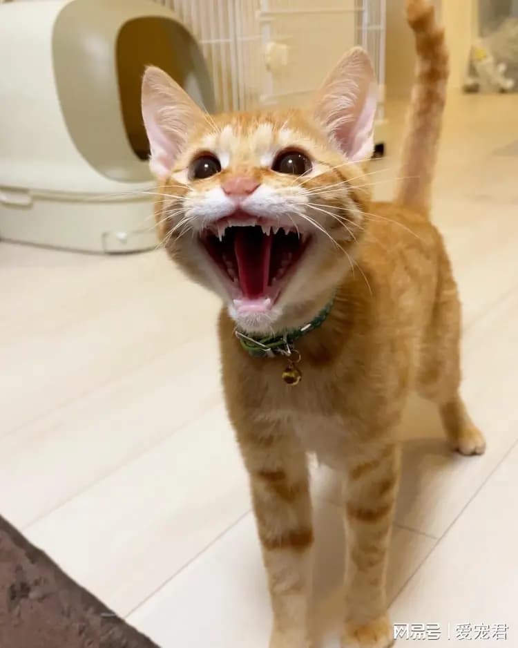 猫咪的哪些行为说明你可能“惹毛”了它？