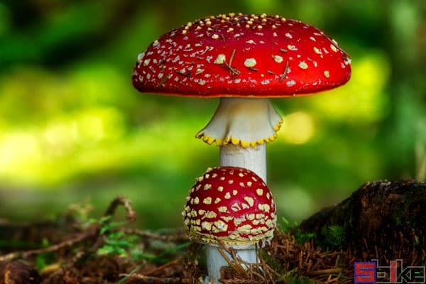 毒蝇伞：一种美丽而危险的蘑菇