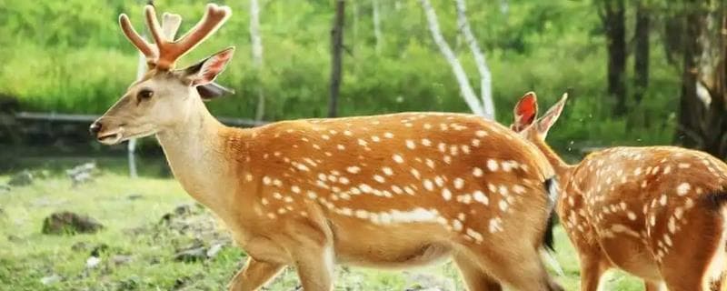 梅花鹿养殖全攻略：从饮食习性到科学养殖