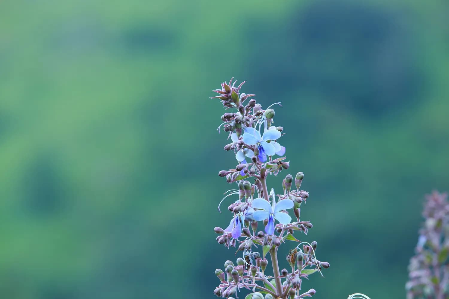 新疆罗布麻：从荒漠到药房的绿色传奇