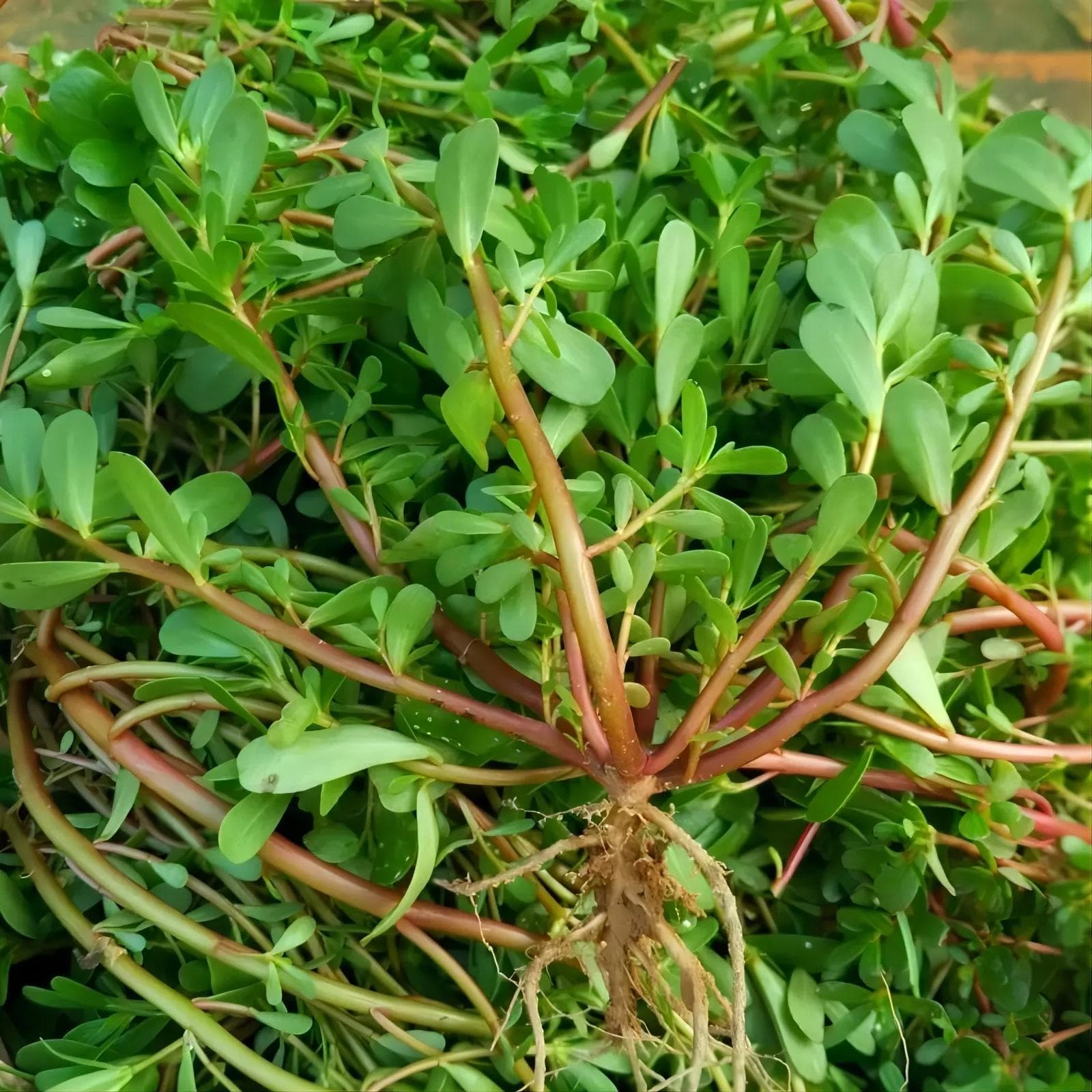 【药食同源】马齿苋