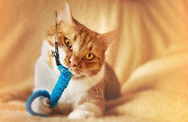 猫咪为何爱咬塑料袋？原因竟如此简单！