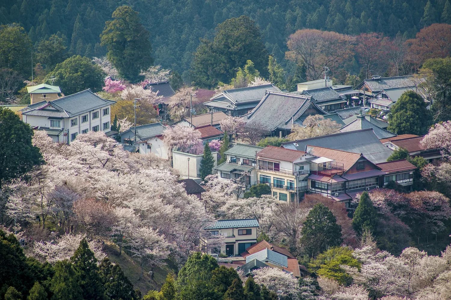 红河州春节出行指南：晴天还是下雨？