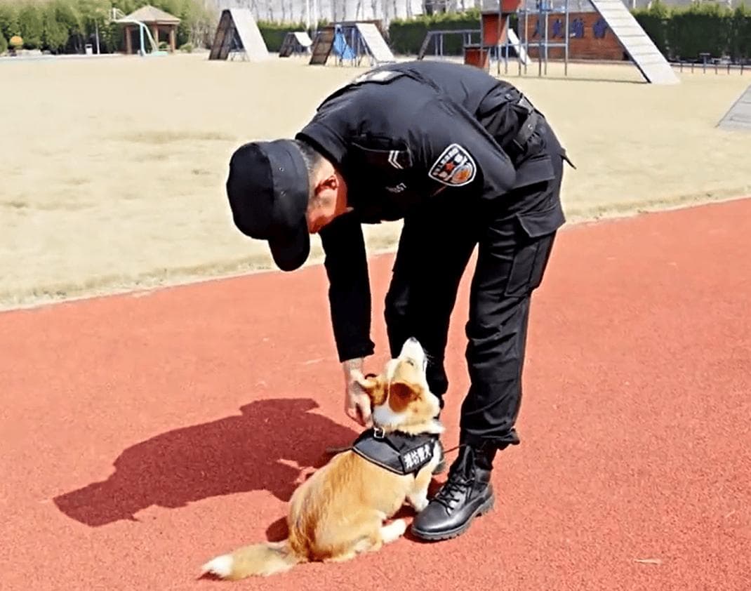 柯基断尾的利与弊：从历史传统到现代争议