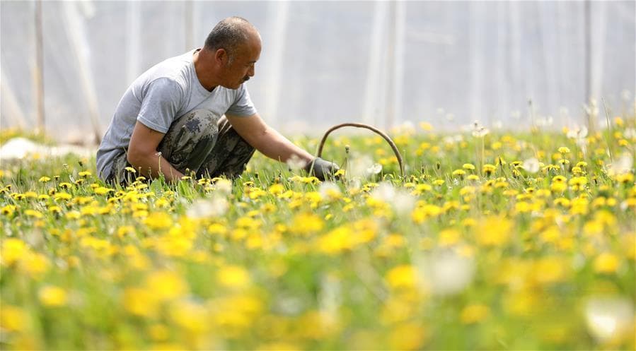 春季野菜大赏：选对种类，健康美味！