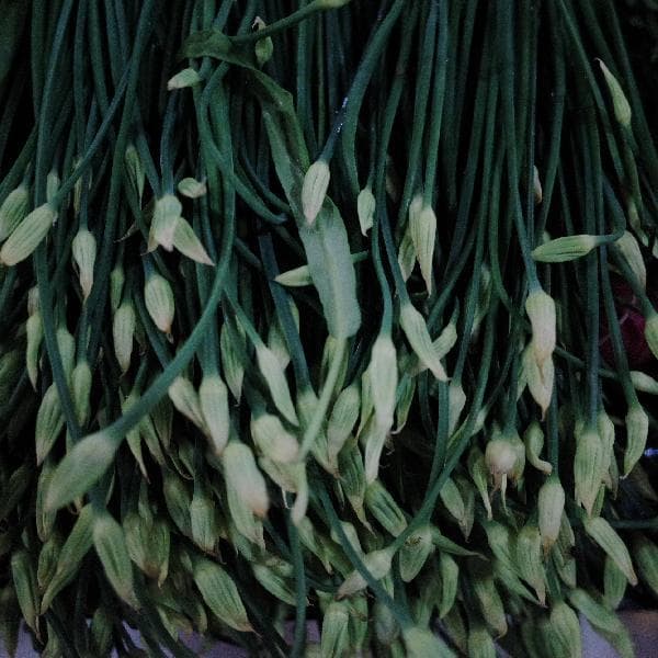 菜苔属性是寒凉的吗