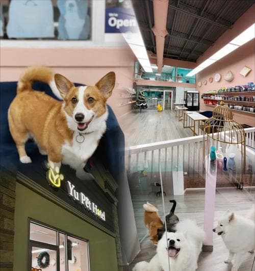 可以带狗狗入住酒店吗？宠物友好酒店选择指南