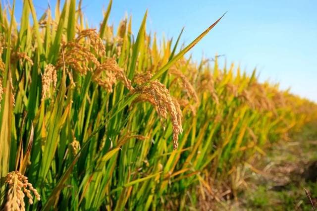 为什么说壳聚糖是神奇的植物病害抑制剂