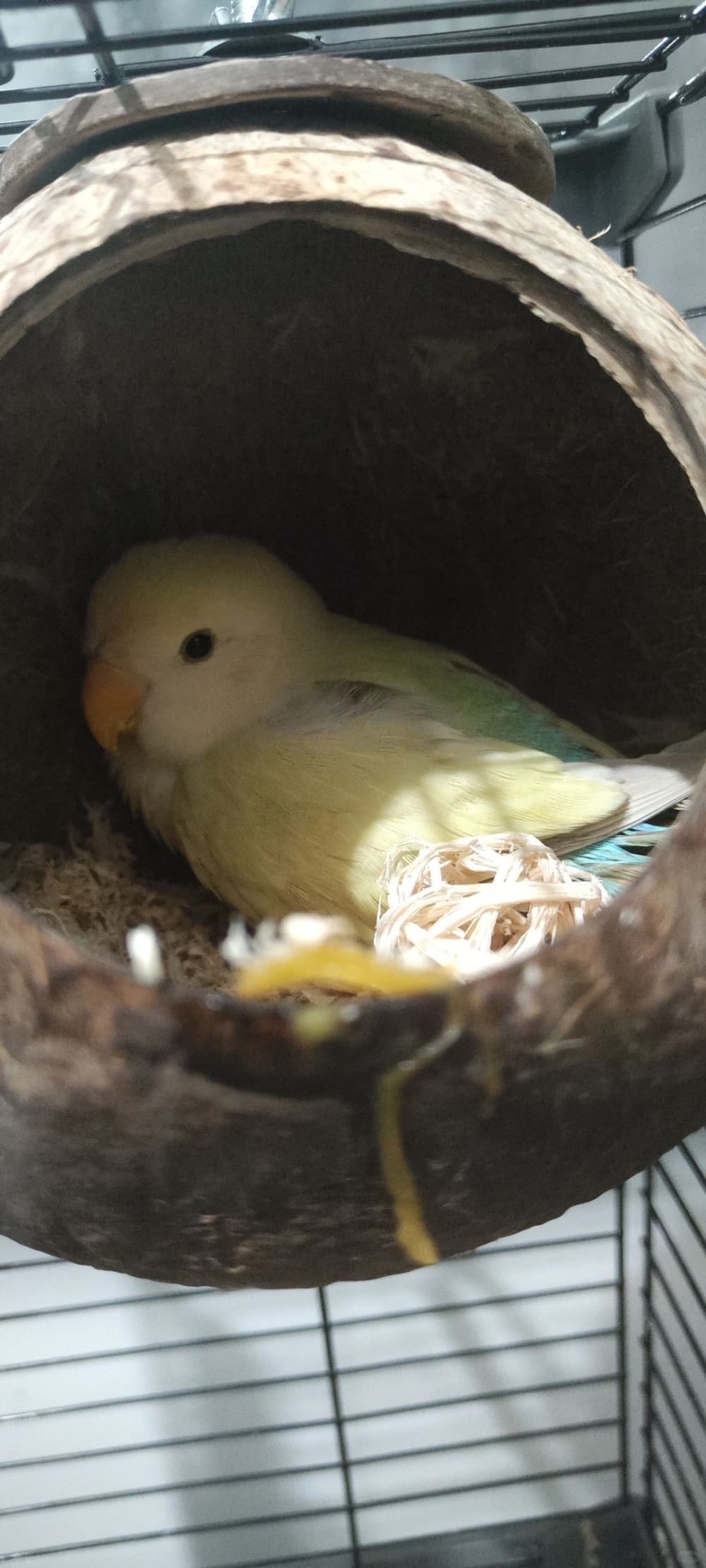 如何成功飼養鸚鵡幼鳥：斷奶期餵食關鍵技巧與注意事項，手養秘訣讓你與「牠」更親密！