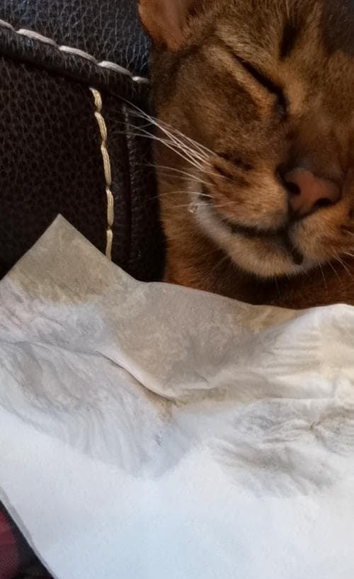 猫咪巨肠症药物治疗指南（宠物健康专家为您详解药物治疗方案）
