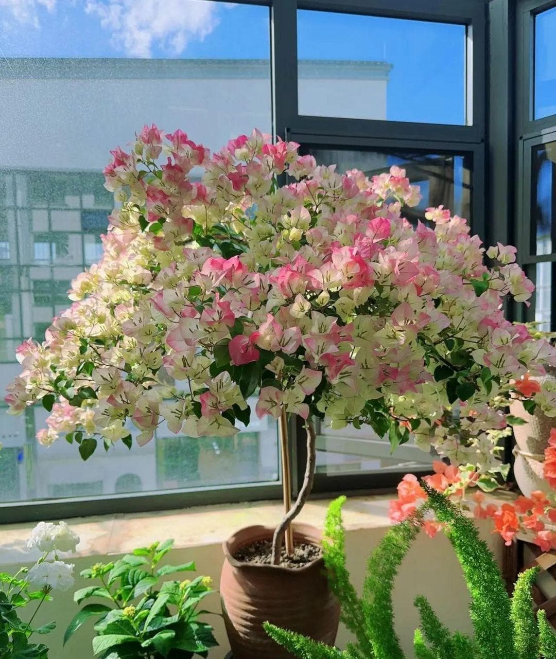 三角梅修剪后，迟迟不长新枝？原来是这“4点”没有做到位