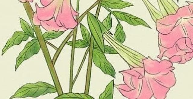 影视剧中的毒物——情花毒是什么毒
