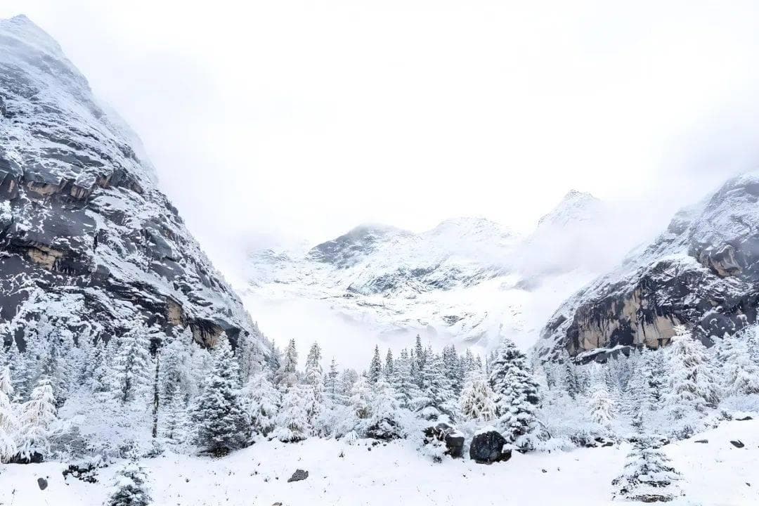 雪舞翩跹，心随景动——《七律·雪》赏析