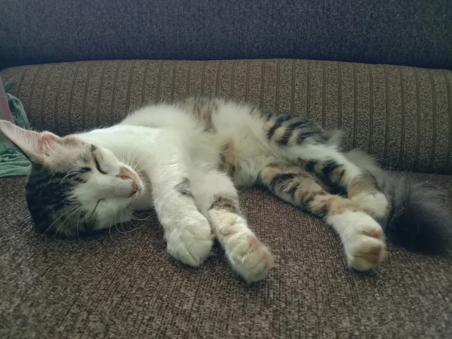 猫咪卖萌与跟踪：一个触发愉悦，一个传递依赖