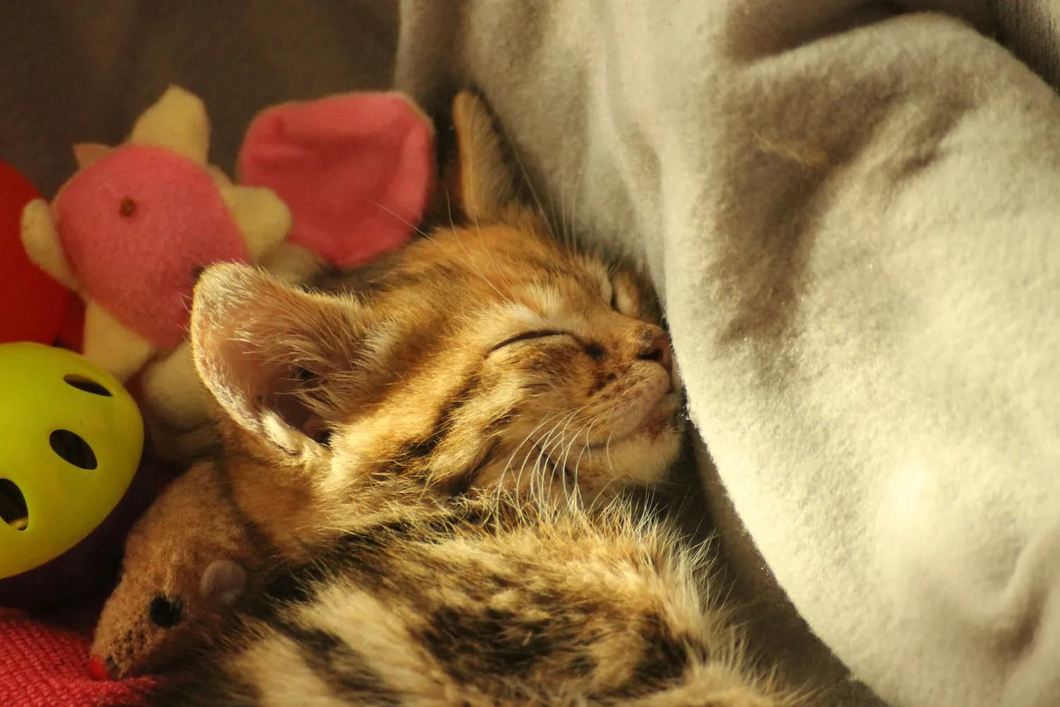 打造猫咪的理想睡眠空间：从猫抓板到睡眠环境全攻略