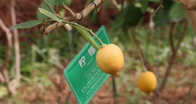 橙子保存技巧：15种实用方法让橙子保持新鲜