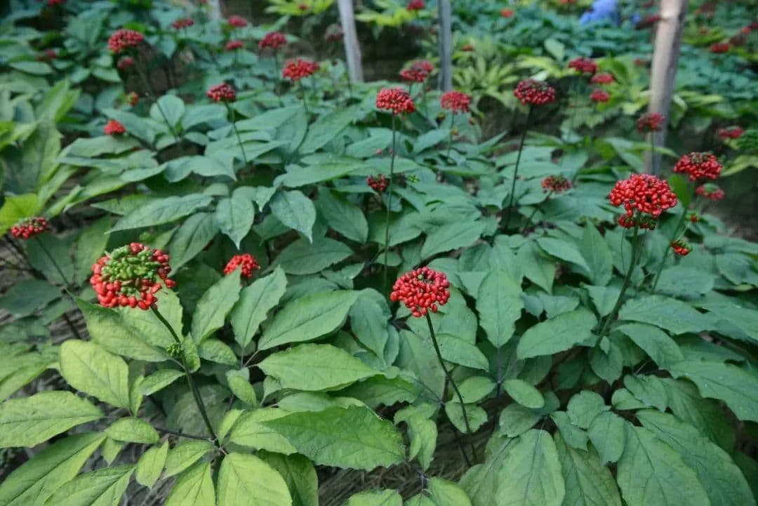 人参的植物形态会随着时间而发生变化