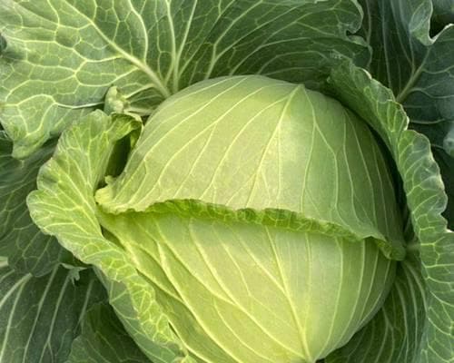 甘蓝种植全攻略：从选种到收获的14个关键步骤
