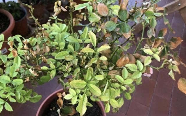6种冬季花卉养护秘诀：停止浇水反能活？养花20年的老园丁这样说